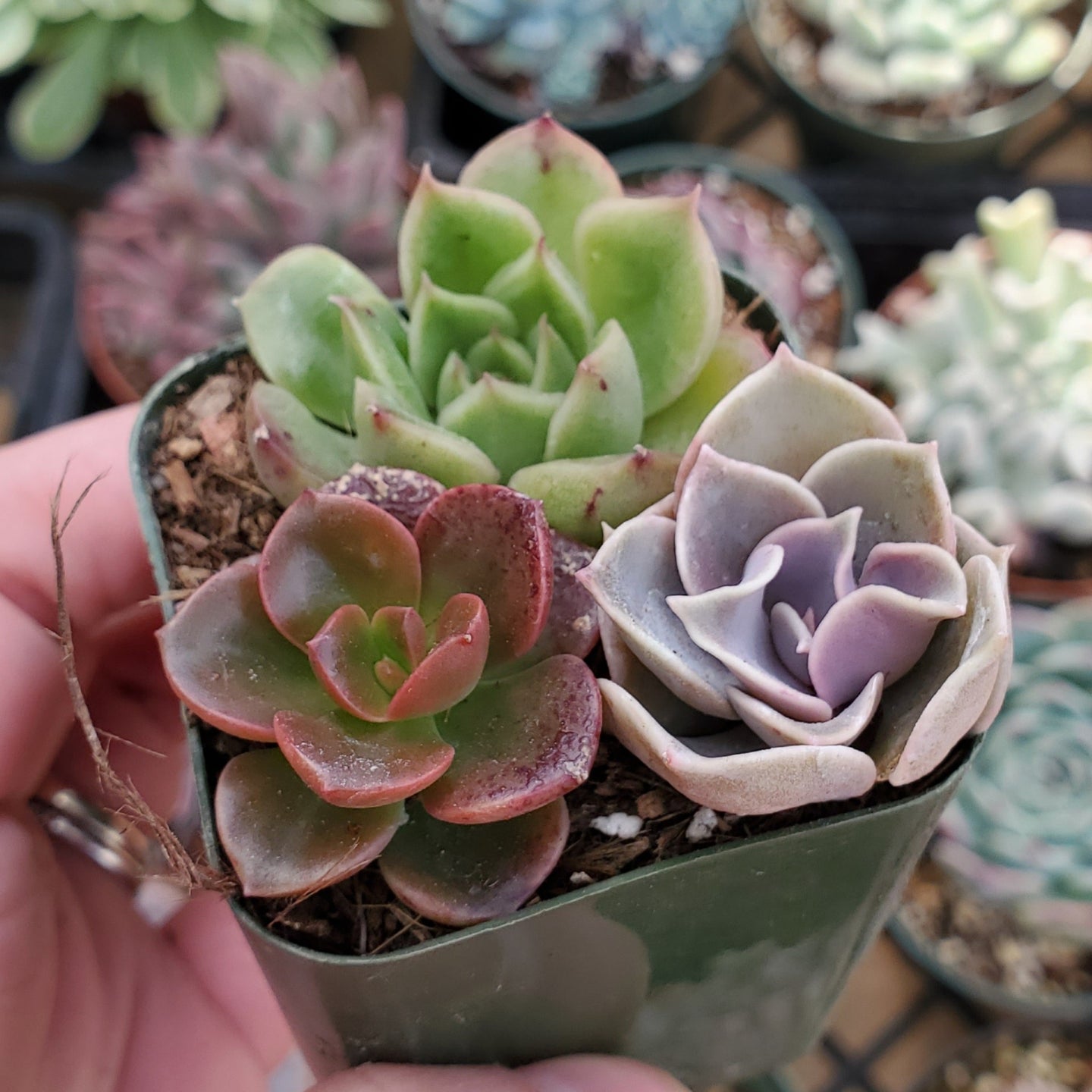 Echeveria Mix (Pink, Red & Green)